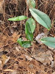 Smilax
