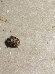 Anthrenus picturatus