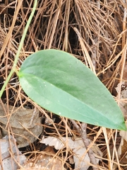 Smilax
