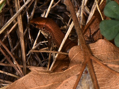 Algyroides moreoticus