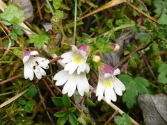 Euphrasia transmorrisonensis