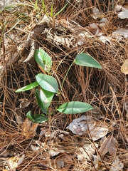 Smilax