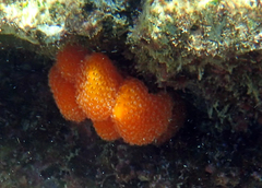 Pseudodistoma kanoko