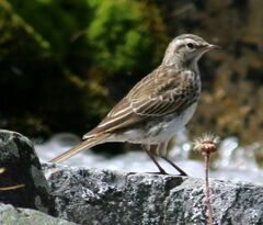 Anthus novaeseelandiae