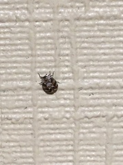 Anthrenus picturatus