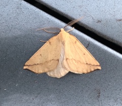 Neoterpes edwardsata