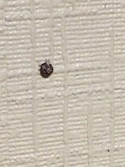 Anthrenus picturatus