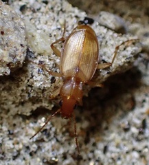 Tetragonoderus