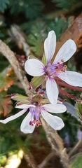 Erodium