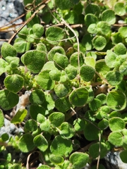Parietaria floridana
