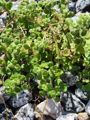 Parietaria floridana