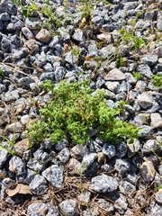 Parietaria floridana