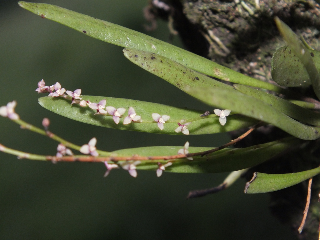 Stelis rubens