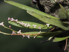 Stelis rubens