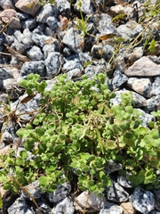 Parietaria floridana