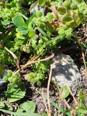 Parietaria floridana