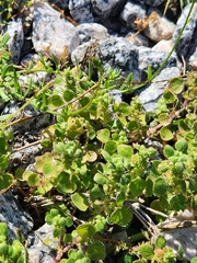 Parietaria floridana