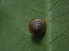 Coneuplecta calculosa