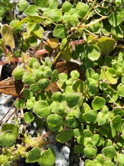 Parietaria floridana