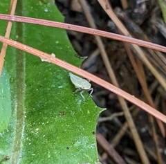 Cicadellidae
