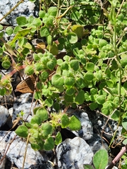 Parietaria floridana