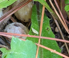 Cicadellidae