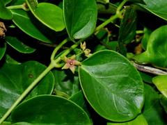 Vincetoxicum sui, photograph Jacy Chen, CC BY, iNaturalist via GBIF