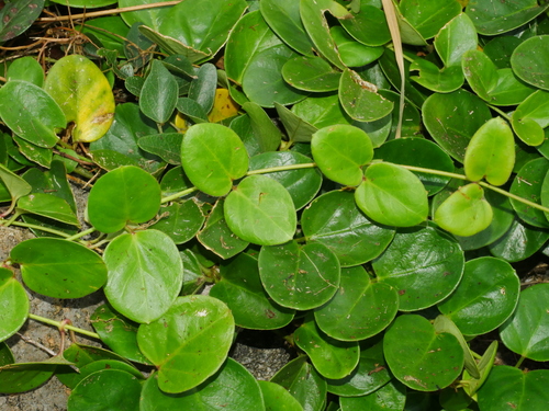 Vincetoxicum sui, photograph 2