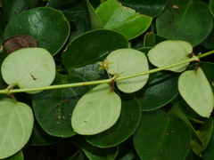 Vincetoxicum sui, photograph Jacy Chen, CC BY, iNaturalist via GBIF