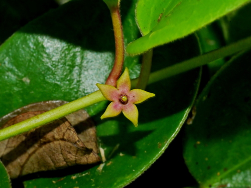 Vincetoxicum sui