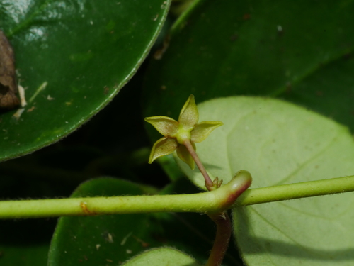 Vincetoxicum sui, photograph 1