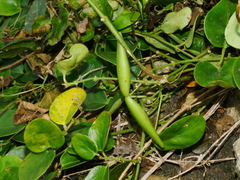 Vincetoxicum sui, photograph Jacy Chen, CC BY, iNaturalist via GBIF
