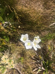 Gentianella muelleriana