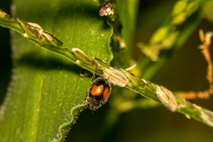 Diomus notescens