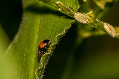 Diomus notescens