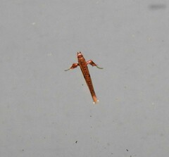 Caloptilia chrysitis