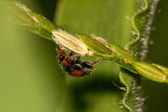 Diomus notescens