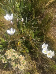 Gentianella muelleriana