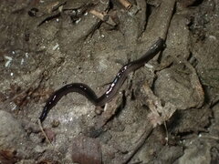 Kontikia ventrolineata