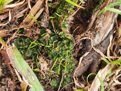 Phaeoceros carolinianus