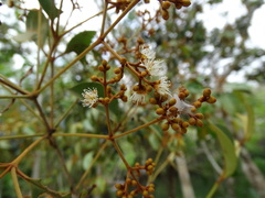 Calyptranthes pallens