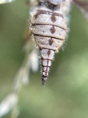 Nemestrinidae