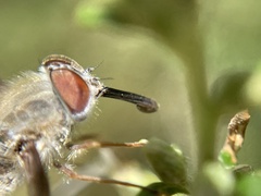Nemestrinidae