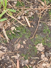 Phaeoceros carolinianus