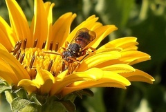 Nomada fucata