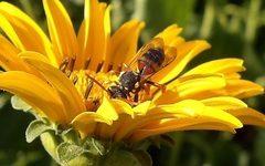 Nomada fucata