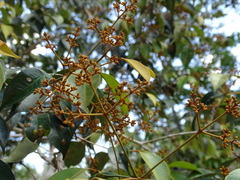 Calyptranthes pallens