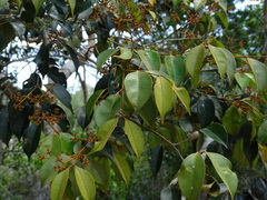 Calyptranthes pallens