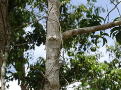 Calyptranthes pallens