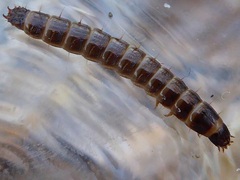 Denticollis linearis